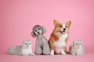Sklep internetowy Petbox