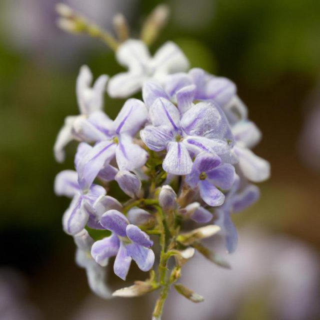 imieniny małgorzaty kiedy