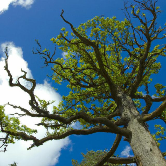 jakie drzewka do ogrodu